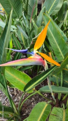 Papier peint  Strelitzia	