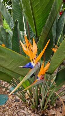 Papier peint  Strelitzia