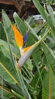 Papier peint  Strelitzia