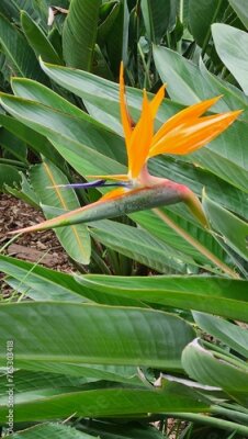 Papier peint  Strelitzia