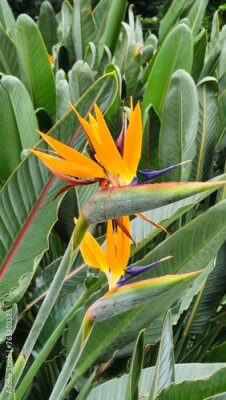 Papier peint  Strelitzia