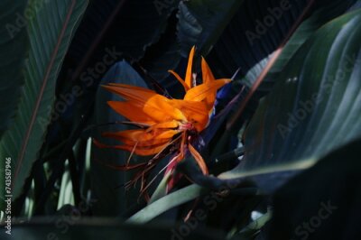 Papier peint  Strelitzia