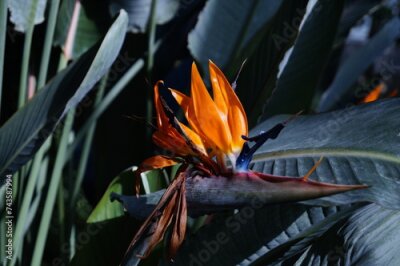 Papier peint  Strelitzia