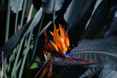 Papier peint  Strelitzia