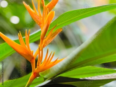 Papier peint  Strelitzia