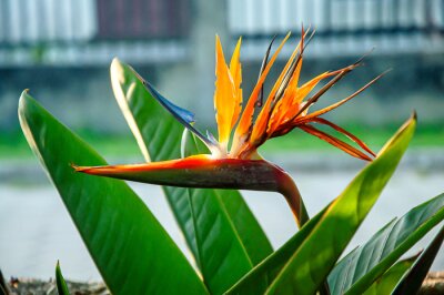 Papier peint  Strelitzia