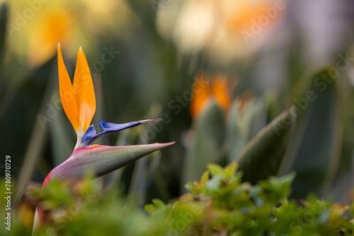 Papier peint  strelitzia