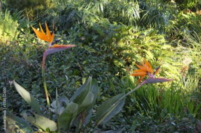 Papier peint  Strelitzia