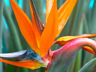 Papier peint  strelitzia