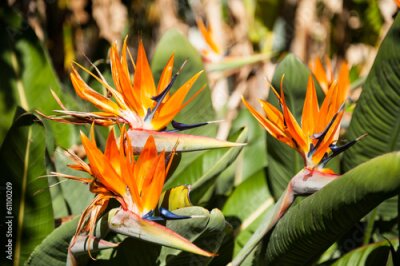 Papier peint  Strelitzia
