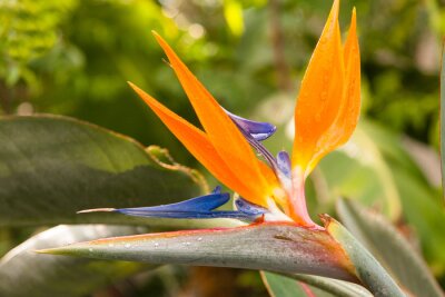 Papier peint  strelitzia