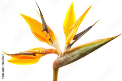 Papier peint  Strelitzia