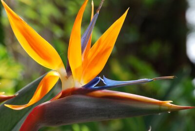 Papier peint  Strelitzia
