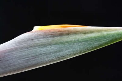 Papier peint  strelitzia