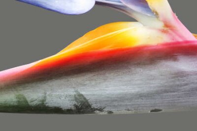 Papier peint  strelitzia