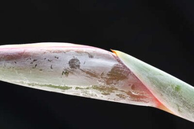 Papier peint  Strelitzia