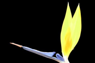 Papier peint  strelitzia