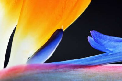 Papier peint  strelitzia