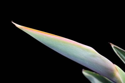 Papier peint  strelitzia