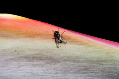 Papier peint  strelitzia