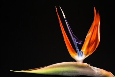 Papier peint  Strelitzia
