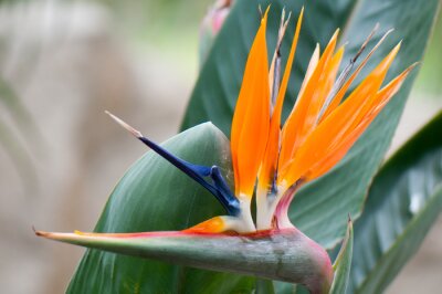 Papier peint  Strelitzia