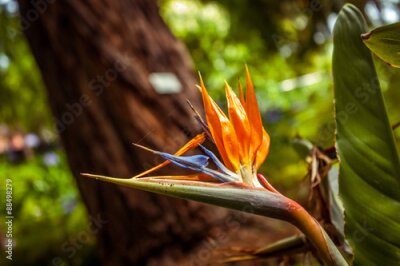 Papier peint  Strelitzia