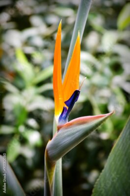 Papier peint  Strelitzia