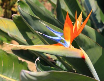 Papier peint  Strelitzia