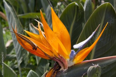 Papier peint  Strelitzia