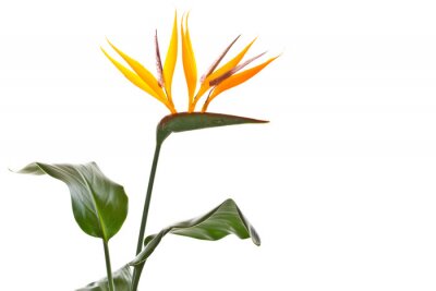 Papier peint  Strelitzia