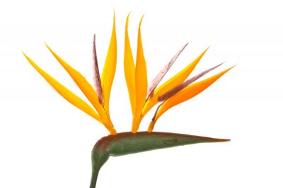 Papier peint  Strelitzia