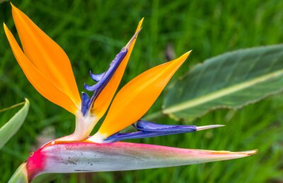 Papier peint  Strelitzia.