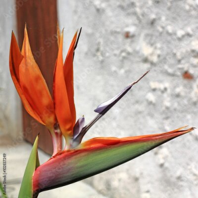 Papier peint  Strelitzia