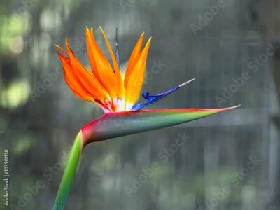 Papier peint  Strelitzia