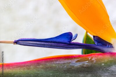 Papier peint  Strelitzia.