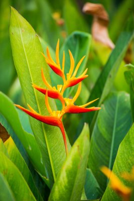 Papier peint  Strelitzia