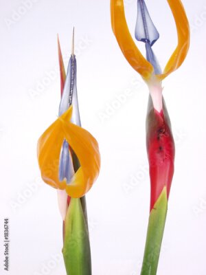 Papier peint  Strelitzia