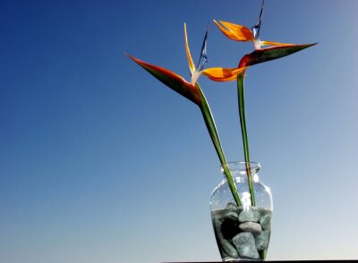 Papier peint  Strelitzia