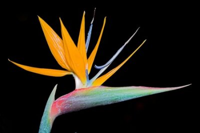 Papier peint  Strelitzia