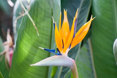 Papier peint  Strelitzia