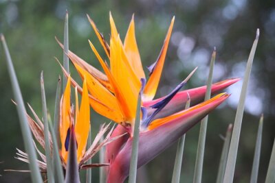Papier peint  Strelitzia