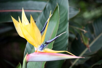 Papier peint  Strelitzia