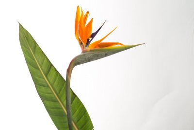 Papier peint  Strelitzia