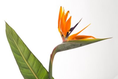 Papier peint  Strelitzia