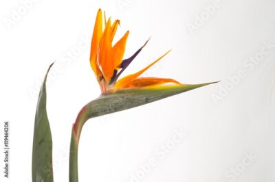 Papier peint  Strelitzia