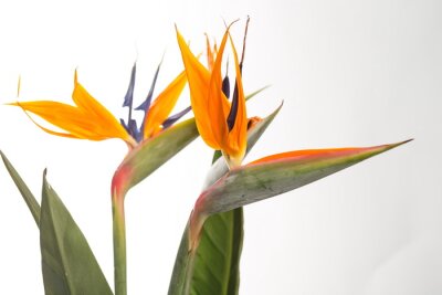 Papier peint  Strelitzia
