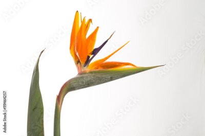 Papier peint  Strelitzia