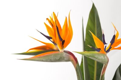 Papier peint  Strelitzia