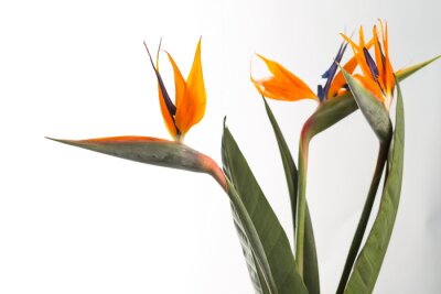 Papier peint  Strelitzia